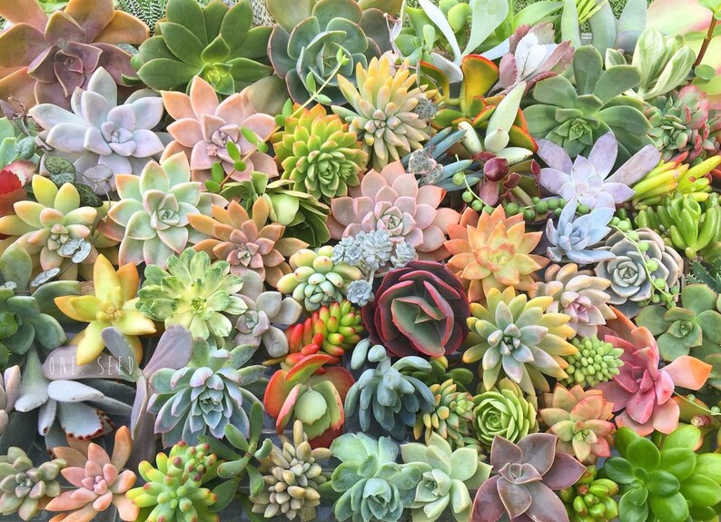 DIY Succulent cutting clipping arrangement display exotic collector wedding bouquet bride bridesmaid groom groomsman favour gift Australia