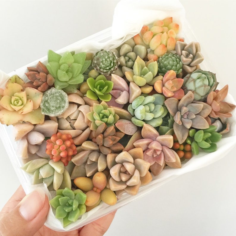 DIY Succulent cutting clipping arrangement display exotic collector wedding bouquet bride bridesmaid groom groomsman favour gift Australia