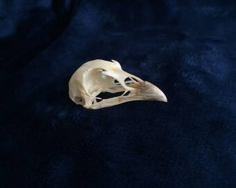 Complete Pheasant Skull,beak Sheath,ringneck,hand Finished,genuine