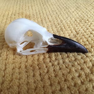 May include: A white bird skull with a black beak. The skull is detailed and shows the intricate structure of the bird's head.