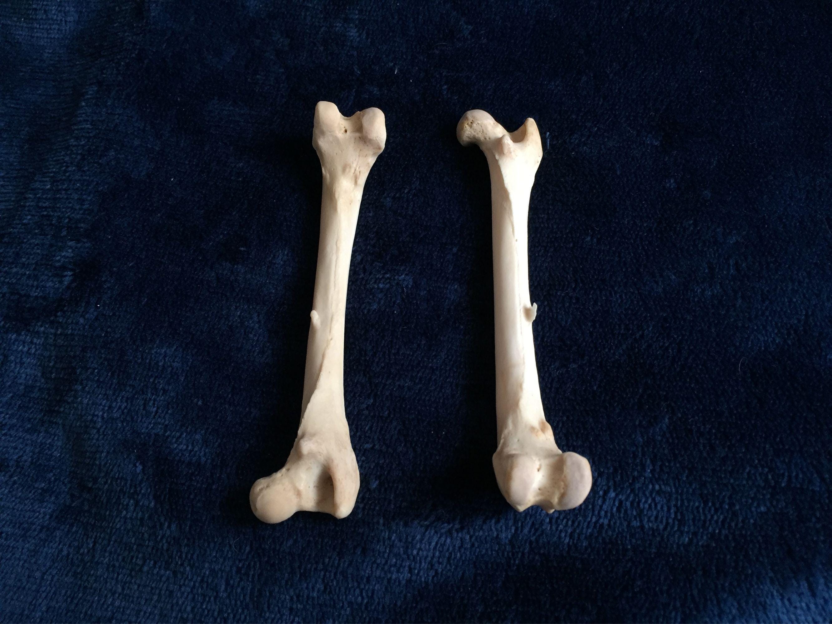 Leg Bones of a Red Fox,vuples Vulpes,carnivore,genuine Bone