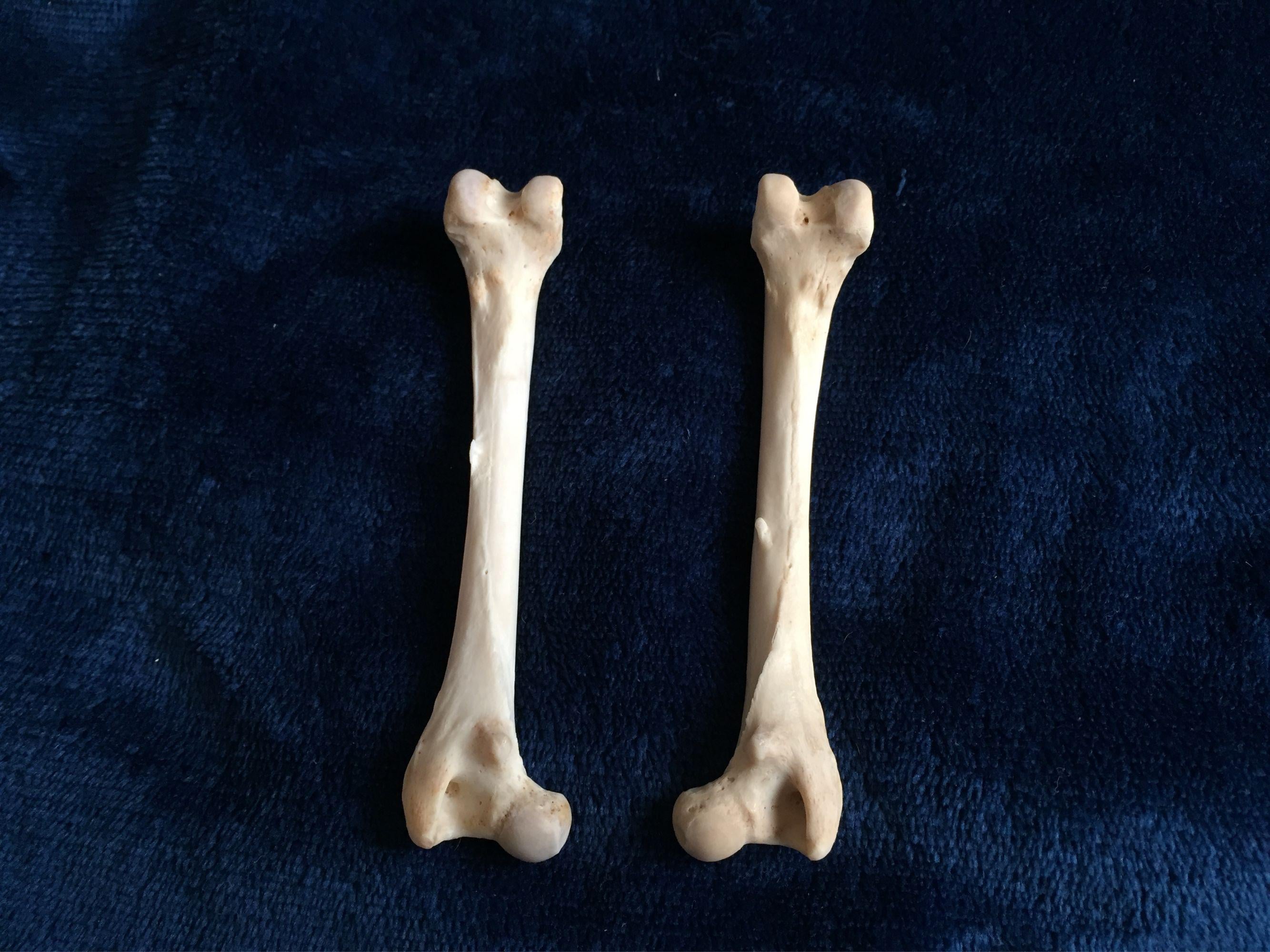 Leg Bones of a Red Fox,vuples Vulpes,carnivore,genuine Bone