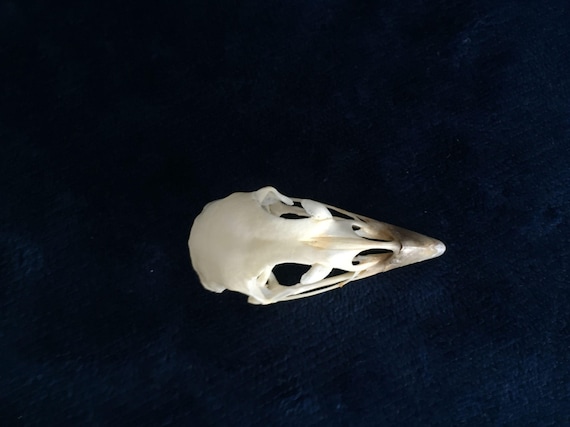 Complete Pheasant Skull,beak Sheath,ringneck,hand Finished,genuine