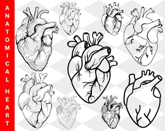 Anatomical heart svg, human heart svg, medical svg, doctor svg, heart svg, heart silhouette, human heart png, medical svg bundle, heart png