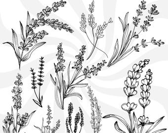 Peut inclure: Un ensemble de 10 dessins au trait en noir et blanc de fleurs de lavande. Les dessins sont de styles variés, certains avec des tiges et des feuilles, d'autres avec seulement les fleurs. Les dessins sont parfaits pour une utilisation dans l'artisanat, le scrapbooking ou d'autres projets créatifs.