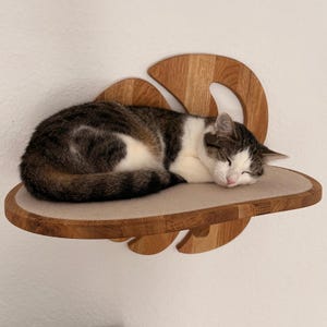 Könnte beinhalten: Eine schlafende Katze liegt auf einem Katzenregal aus Holz. Das Regal ist aus hellbraunem Holz gefertigt und hat ein geschwungenes Design. Die Katze ist braun und weiß und liegt zusammengerollt auf einem beigen Kissen.