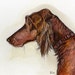 see more listings in the OTHER DOG PRINTS section