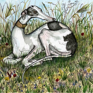 Greyhound  Art Print