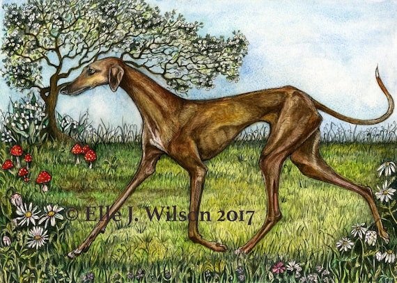 Azawakh Art Dog Print Australia