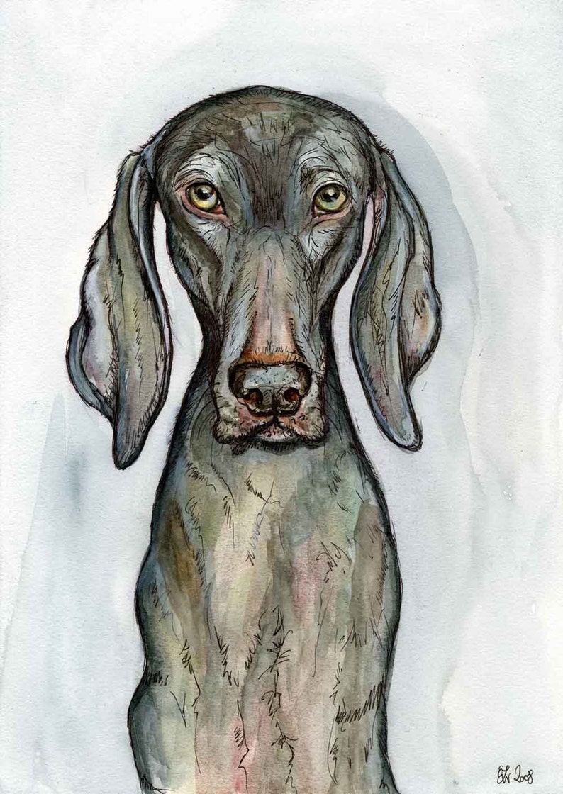 A Little No Nonsense Weimaraner Art Dog Print image 1