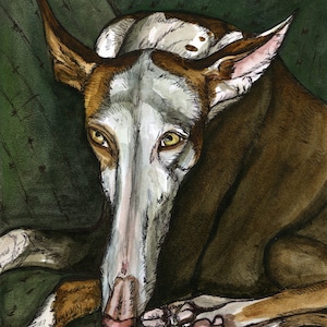 Ibizan Hound Dog Print