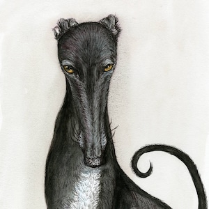 Greyhound  Art Print