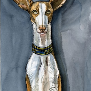 Ibizan Hound Dog Print- 5 x 7 inch