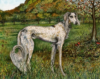Saluki Hound Dog Art Print