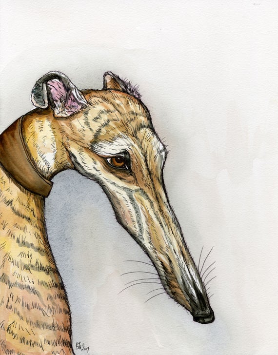 Greyhound  Art Print