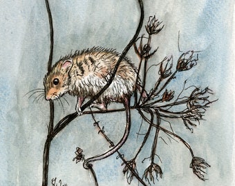 Harvest Mouse Art Print