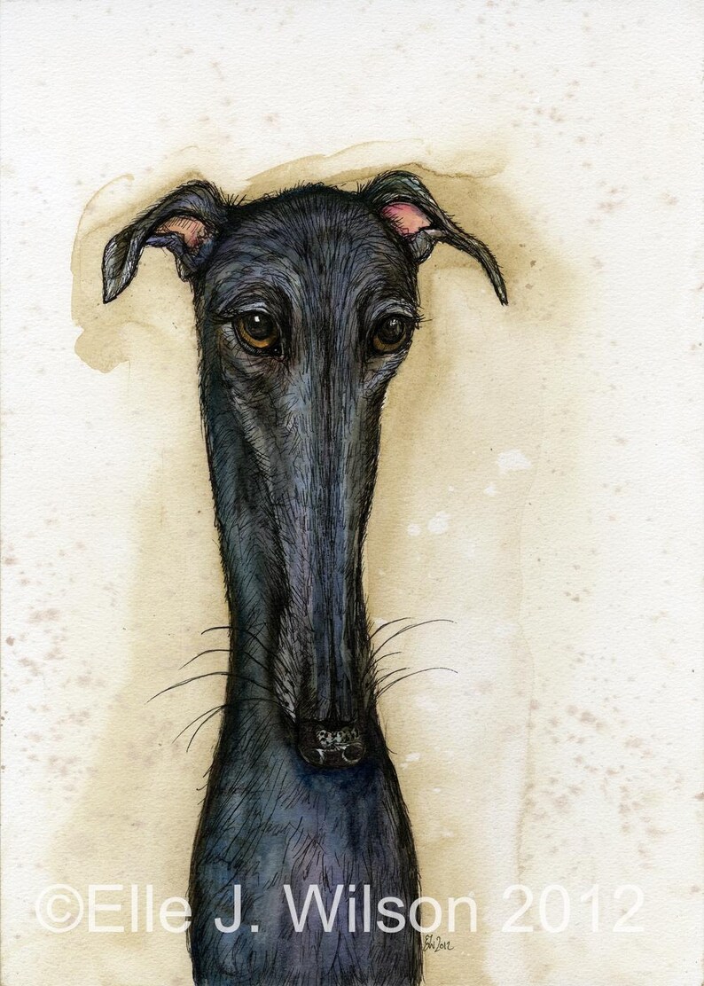 Op de afbeelding: Waterverfschilderij van een zwarte windhond met een lange, slanke snuit en expressieve bruine ogen. De oren van de hond zijn van binnen lichtroze. Het kunstwerk is gesigneerd "Elle J. Wilson 2012".