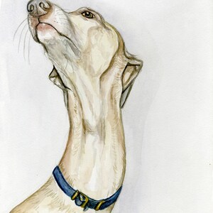 Italian Greyhound  Art Print
