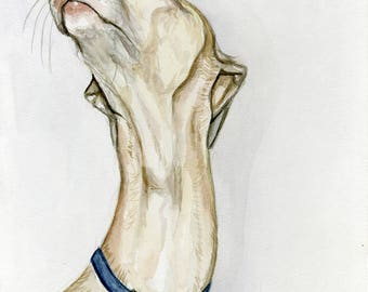Italian Greyhound  Art Print