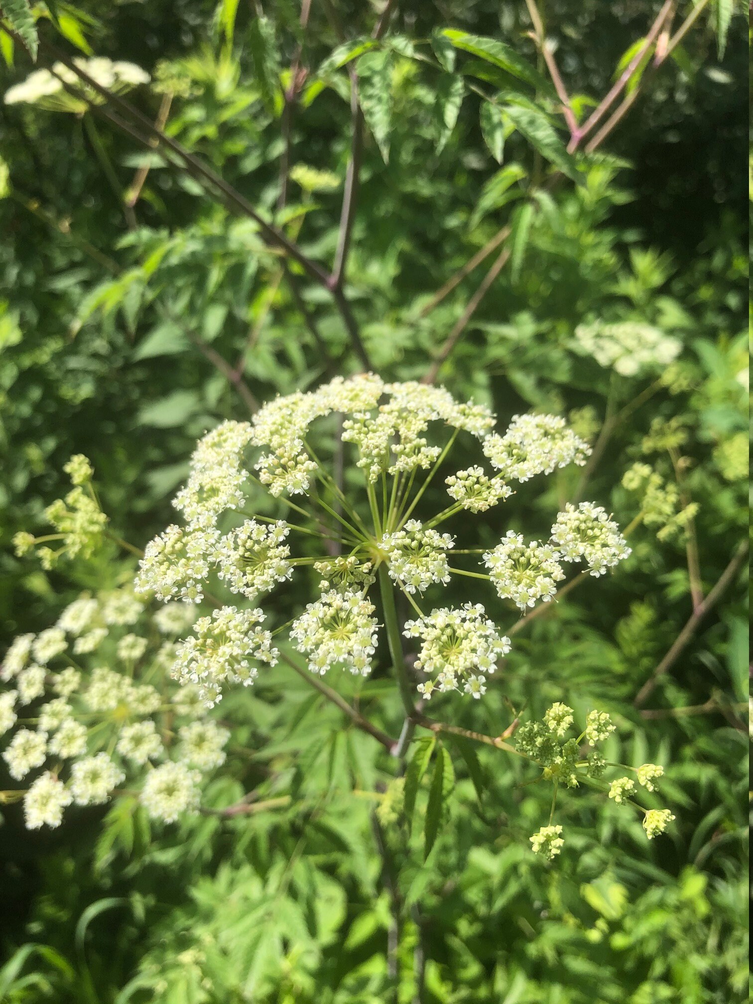 Spotted Water Hemlock Plant Essence Moon Essence Hecate Etsy Spotted Water Hemlock Plant Essence Moon Essence Hecate Etsy