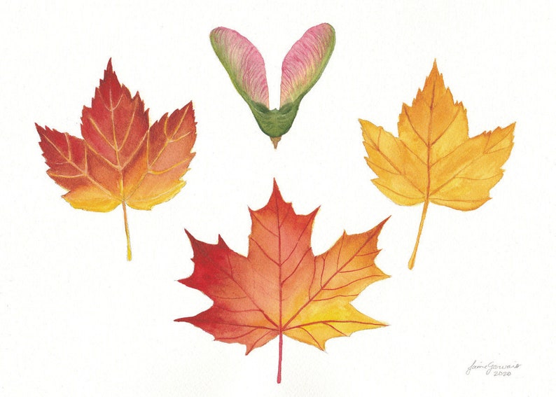 Sugar Maple Seed and Leaves 7x5 Etsy