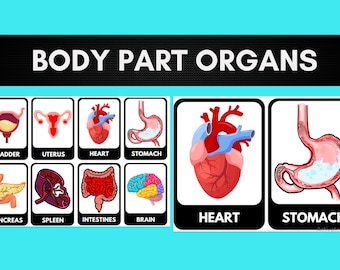 Body Part Organs (with PHOTOS) Flash Cards | Bulletin Board