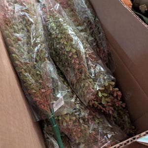 May include: A cardboard box filled with several bundles of artificial greenery. Each bundle is wrapped in clear plastic and features small, round, green and reddish-brown leaves. The stems are green, and the overall appearance suggests a fall or autumn theme.