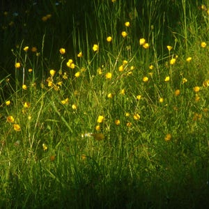 Buttercups in a meadow