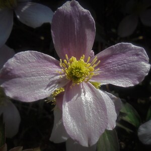 Clematis flower