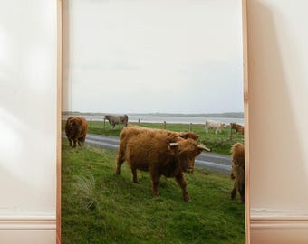 Highland Cows in Ireland Photography - Coastal Ireland Wildlife Print - Vintage Style - Cold Water Surf Poster