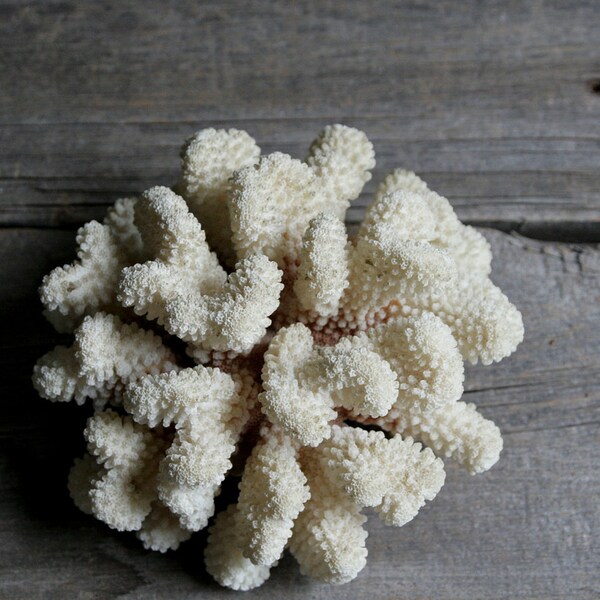 large coral branch