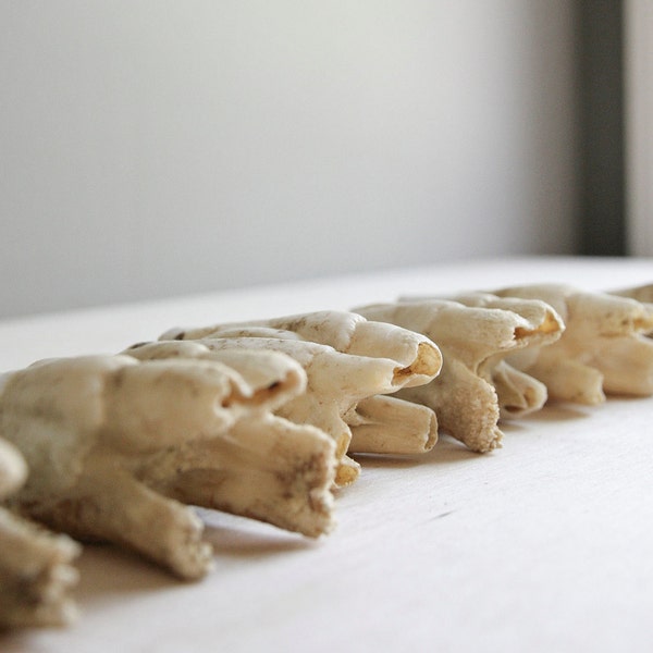 natural history / vintage buffalo teeth