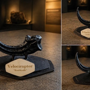 ヴェロキラプトルのレプリカの足の爪恐竜ラプトル恐竜の化石の足