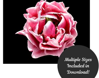 Rosa Tulpe dunkel Blumen Kunstdruck, Stillleben Kunst digitaler Download, druckbare Blumenkunst, dunkle Blumen digitaler Download, druckbare Wandkunst