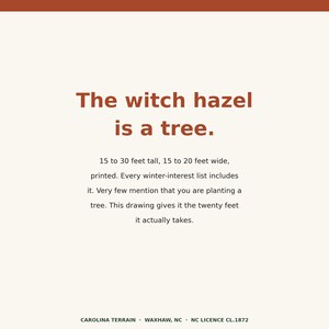 May include: A rectangular print with a cream background and dark orange text. The text reads: The witch hazel is a tree. 15 to 30 feet tall, 15 to 20 feet wide, printed. Every winter-interest list includes it. Very few mention that you are planting a tree. This drawing gives it the twenty feet it actually takes. CAROLINA TERRAIN &middot; WAXHAW, NC &middot; NC LICENCE CL.1872