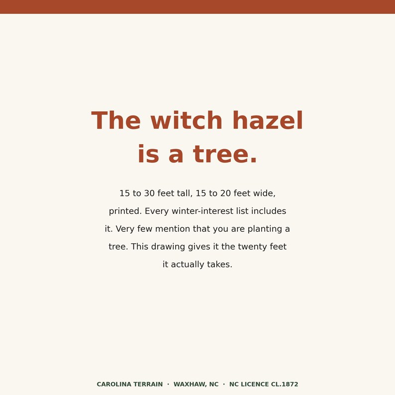 May include: A rectangular print with a cream background and dark orange text. The text reads: The witch hazel is a tree. 15 to 30 feet tall, 15 to 20 feet wide, printed. Every winter-interest list includes it. Very few mention that you are planting a tree. This drawing gives it the twenty feet it actually takes. CAROLINA TERRAIN &middot; WAXHAW, NC &middot; NC LICENCE CL.1872