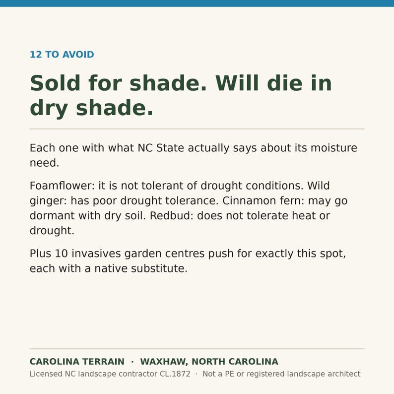 May include: A white informational graphic with dark green text titled 12 TO AVOID. It states Sold for shade. Will die in dry shade. It lists moisture needs for foamflower, wild ginger, cinnamon fern, and redbud, plus mentions 10 invasives.