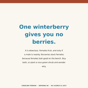 May include: A square graphic with a cream background and a rust-colored top border. The text reads: One winterberry gives you no berries. It is dioecious. Females fruit, and only if a male is nearby. Nurseries stock females because females look good on the bench. Buy both, or plant a nice green shrub and wonder why. CAROLINA TERRAIN &middot; WAXHAW, NC &middot; NC LICENCE CL.1872