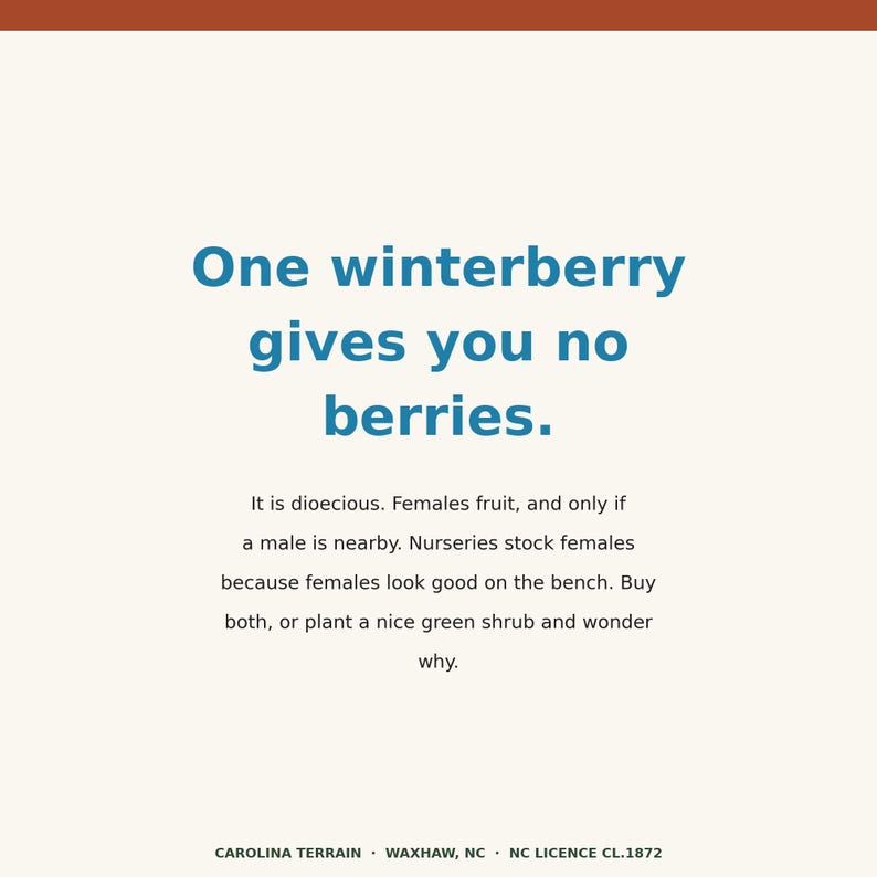 May include: A square graphic with a cream background and a rust-colored top border. The text reads: One winterberry gives you no berries. It is dioecious. Females fruit, and only if a male is nearby. Nurseries stock females because females look good on the bench. Buy both, or plant a nice green shrub and wonder why. CAROLINA TERRAIN &middot; WAXHAW, NC &middot; NC LICENCE CL.1872