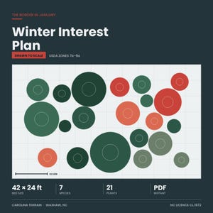 May include: A digital garden layout titled Winter Interest Plan for USDA zones 7b-8a. The graphic features a grid with various sized circles in shades of green and red representing 21 plants across 7 species. The bed size is 42 x 24 ft.
