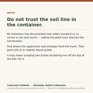 May include: An informational graphic with the heading DEPTH and the text: Do not trust the soil line in the container. NC Extension has documented root collars buried 6 to 12 inches in soil and mulch. Find where the uppermost root emerges.