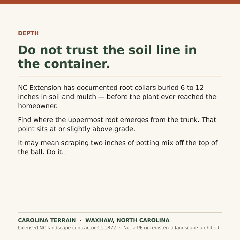 May include: An informational graphic with the heading DEPTH and the text: Do not trust the soil line in the container. NC Extension has documented root collars buried 6 to 12 inches in soil and mulch. Find where the uppermost root emerges.
