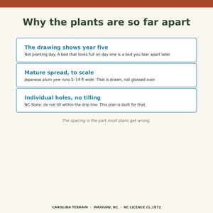 May include: An informational graphic titled Why the plants are so far apart. It features three boxes explaining plant spacing: The drawing shows year five, Mature spread, to scale with 5-14 ft wide, and Individual holes, no tilling. Text at bottom reads CAROLINA TERRAIN.