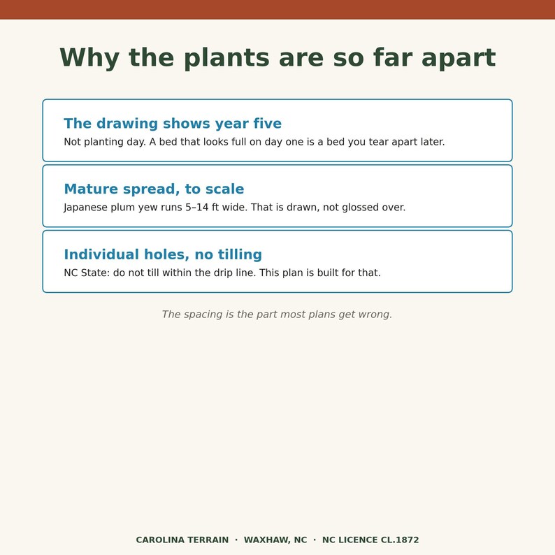 May include: An informational graphic titled Why the plants are so far apart. It features three boxes explaining plant spacing: The drawing shows year five, Mature spread, to scale with 5-14 ft wide, and Individual holes, no tilling. Text at bottom reads CAROLINA TERRAIN.