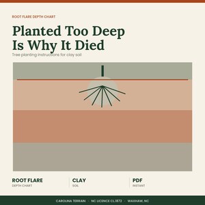 May include: A root flare depth chart titled Planted Too Deep Is Why It Died, featuring tree planting instructions for clay soil. The graphic displays horizontal soil layers in shades of grey and tan with a stylised tree root diagram centred.