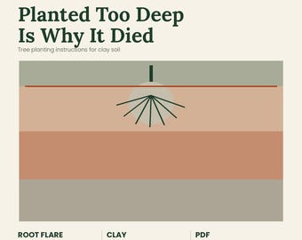May include: A root flare depth chart titled Planted Too Deep Is Why It Died, featuring tree planting instructions for clay soil. The graphic displays horizontal soil layers in shades of grey and tan with a stylised tree root diagram centred.