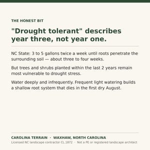 May include: An informational graphic with dark green text on a cream background. The text reads: THE HONEST BIT, Drought tolerant describes year three, not year one. NC State: 3 to 5 gallons twice a week until roots penetrate the surrounding soil.