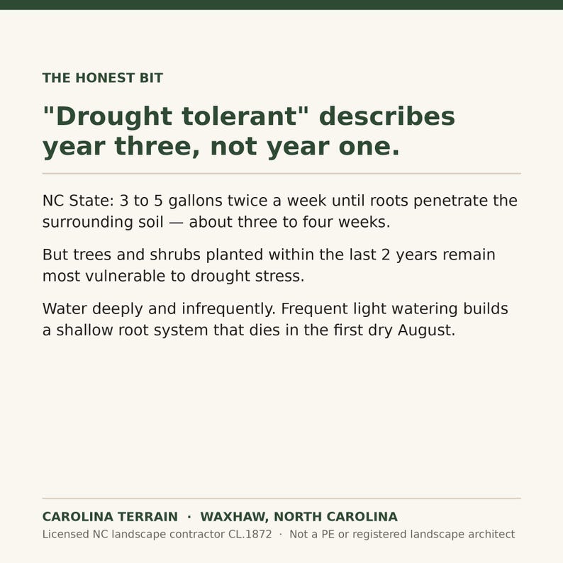 May include: An informational graphic with dark green text on a cream background. The text reads: THE HONEST BIT, Drought tolerant describes year three, not year one. NC State: 3 to 5 gallons twice a week until roots penetrate the surrounding soil.
