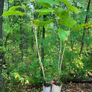 May include: Three small saplings with bright green leaves are held in paper tubes. The saplings have thin, light brown stems. The background is a lush forest with various shades of green foliage and trees.