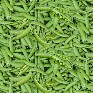 Fresh Veggies Garden Peas Cotton Quilt Fabric - Elizabeth Studios Food Fabric - Choose your Cut - Machine Washable - 100% Cotton - Fat